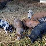 Der deutsche Schweinebstand war im Mai auf dem niedrigsten Stand seit 2011.