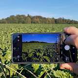 Handy fotografiert Feld