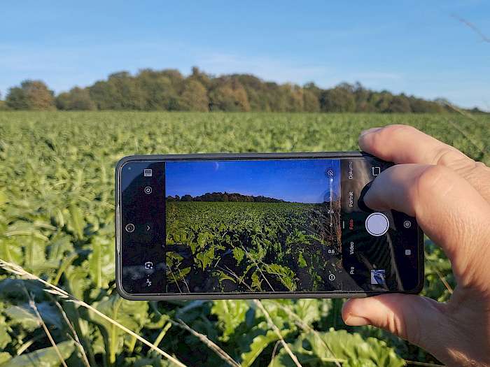 Handy fotografiert Feld