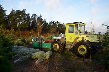 Jeder Baum wird im Bestand genetzt und sortiert am Gassenrand abgelegt.