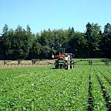 Der Pflanzenschutz in Ackerbohnen ist ein Thema der DLG-Fachtagung Ackerbau.