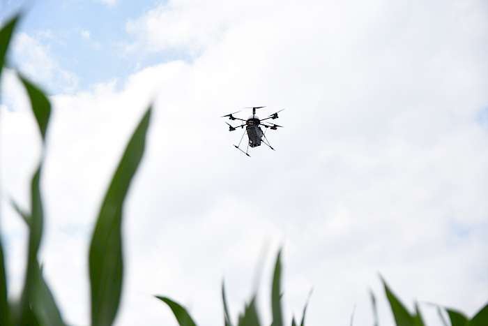 Einsatz einer Drohne bei der Maiszünslerbekämpfung