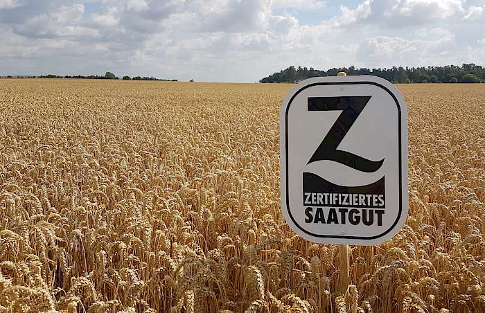 Z-Saatgut-Schild in Getreidefeld